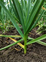 Permaculture gardening