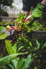 Permaculture gardening
