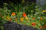 Permaculture gardening
