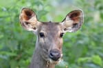 Local Landcare slams state government's deer protection decision