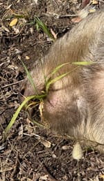 Illegal activity ruled out after wombats found dead