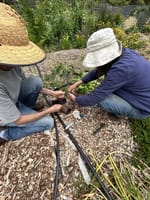 Buckley Park gears up