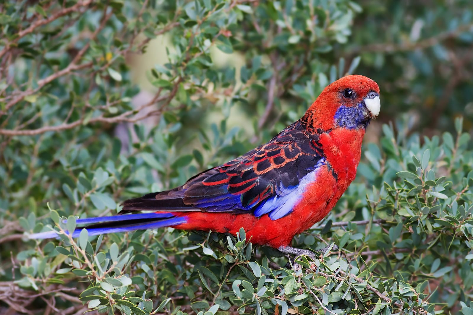 Bird’s eye view