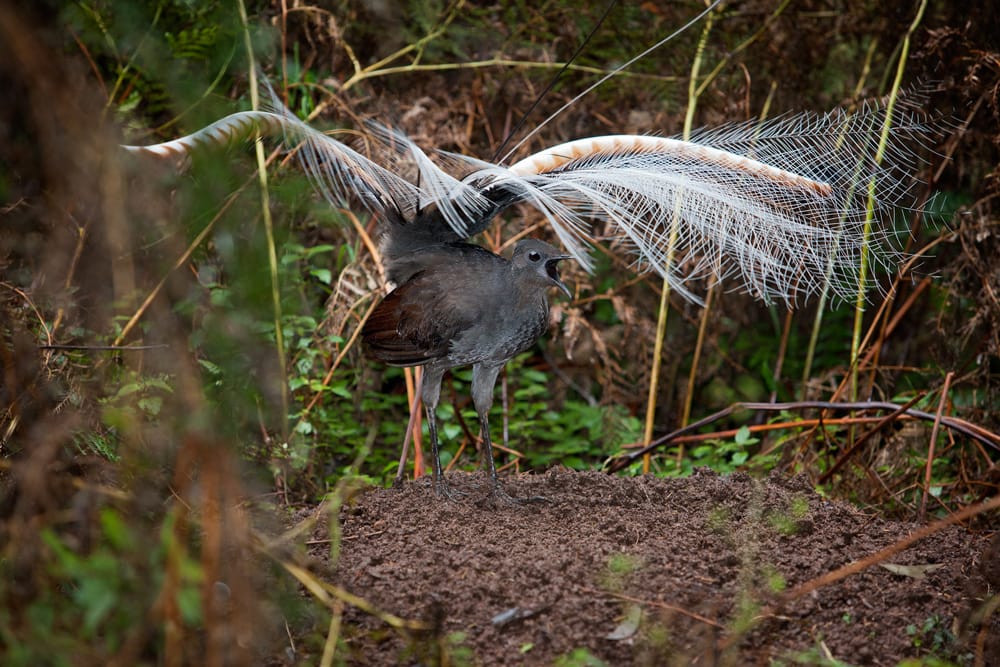 Bird’s eye view