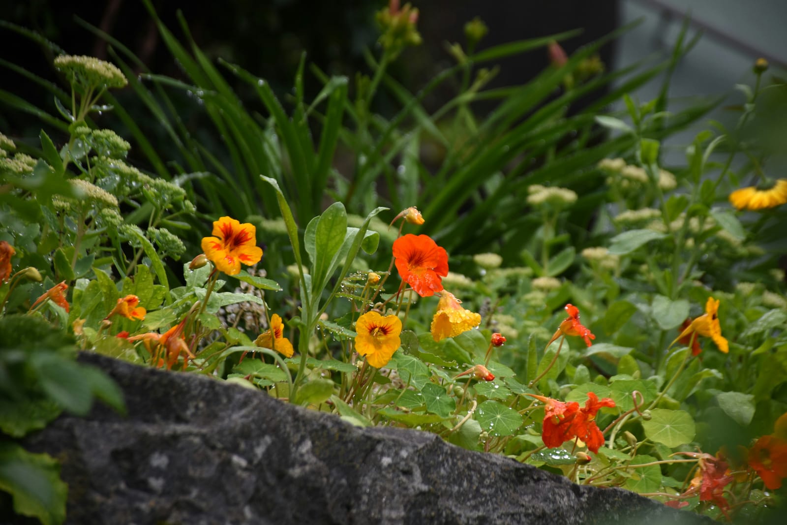 Permaculture gardening