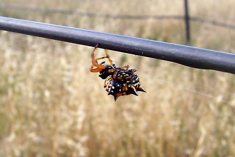 Spider Dreaming