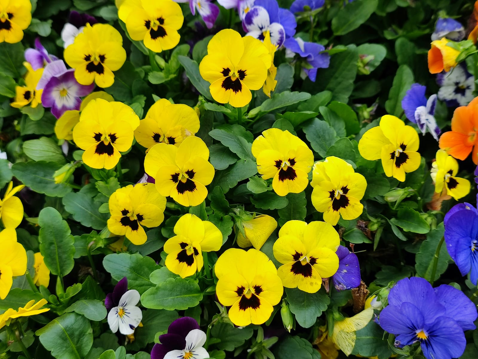 Permaculture gardening