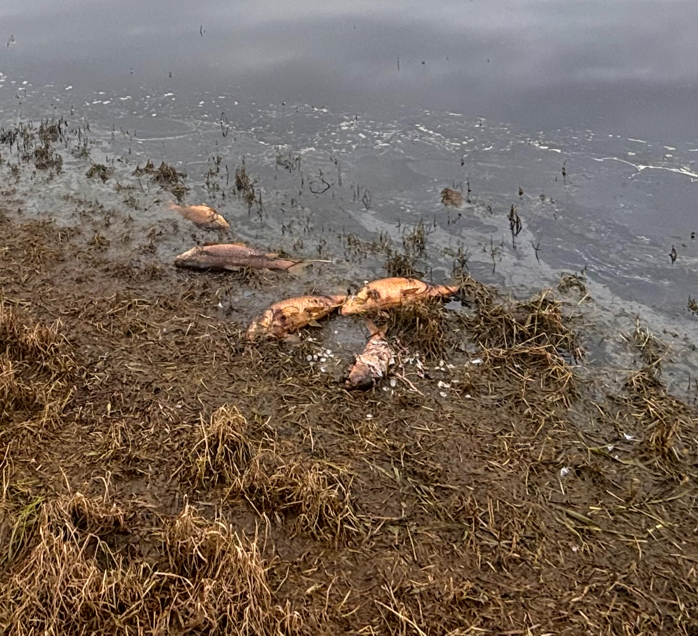 Tarwin fish kill floats questions about Meeniyan’s water quality (Copy)