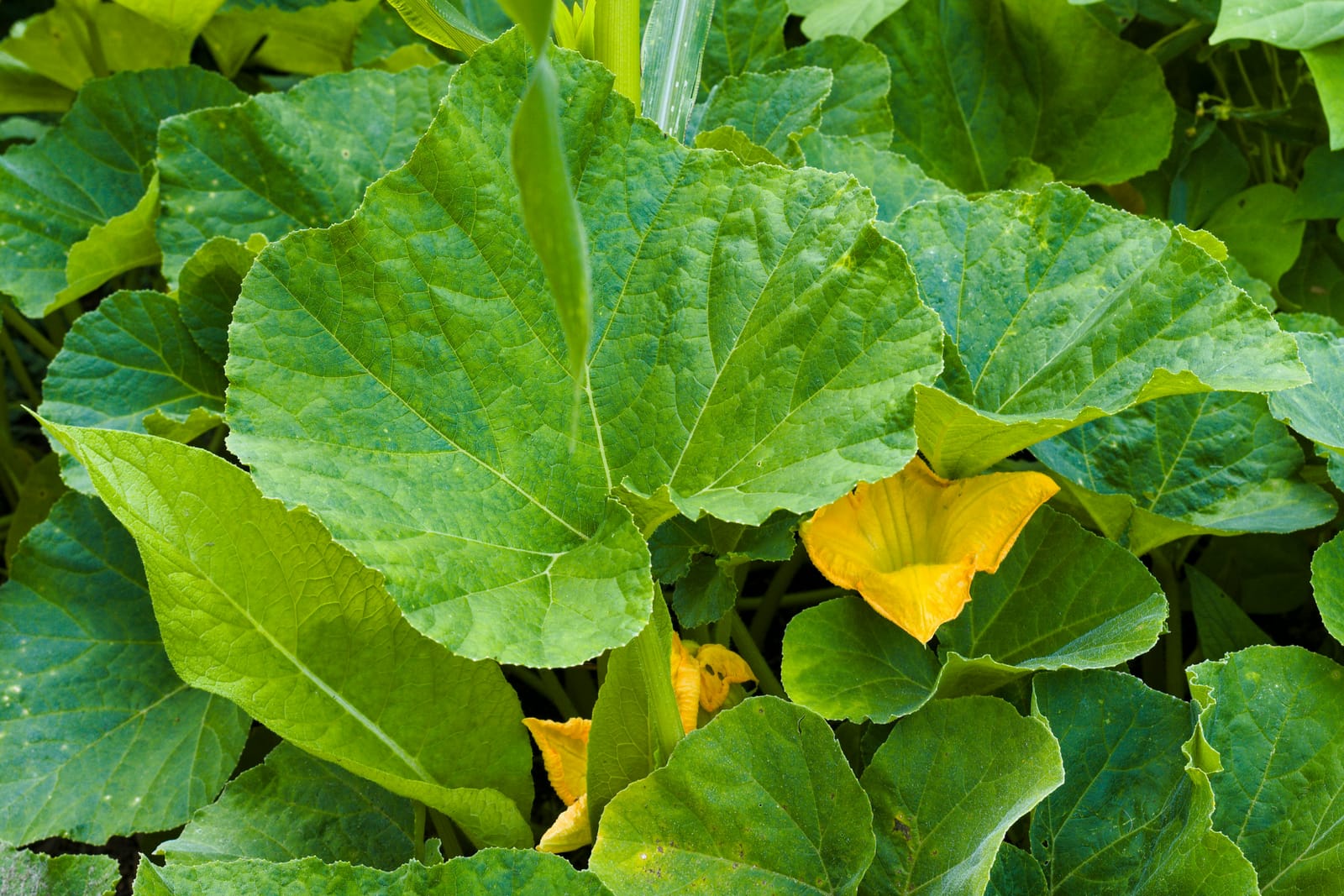 Permaculture gardening