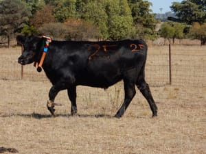 Victorian dairy farmers push for virtual fencing approval