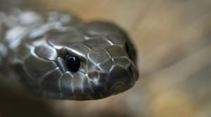 Snake bite summer
