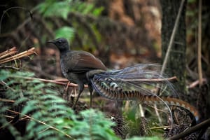 Australia’s superb lyrebirds ‘farm’ the forest floor to increase their prey – a behaviour rarely seen in nature