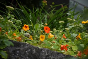 Permaculture gardening