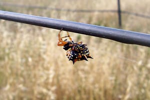 Spider Dreaming