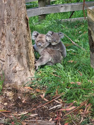 Wildlife roadstrike inquiry calls for major reforms to protect Victorian animals