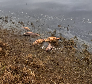 Tarwin fish kill floats questions about Meeniyan’s water quality