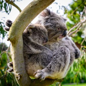 Everything koalas and cousins