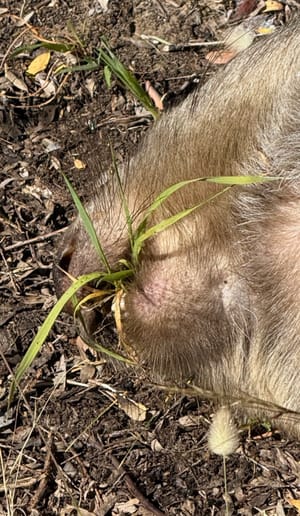 Illegal activity ruled out after wombats found dead