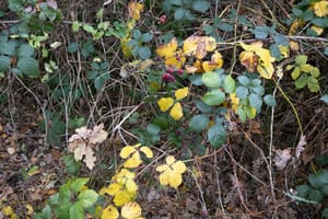 Controversy erupts over Shire's $145 no-spray register fee