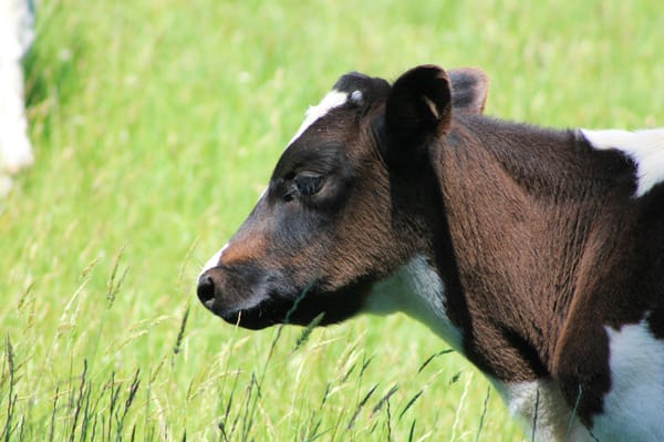 South Gippsland dairy farmers weigh in on breed preferences as Holstein dominance slowly shifts
