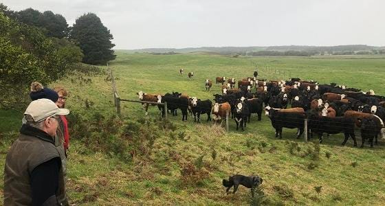 Pilot program helps farmers beef up carbon capture