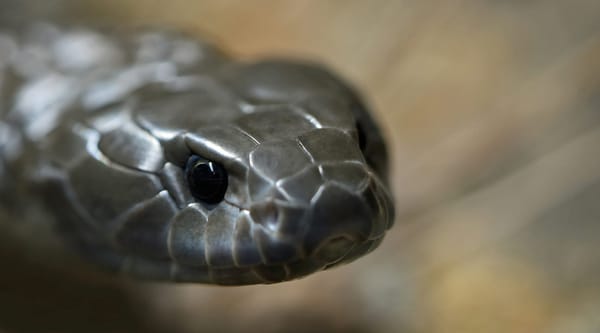 Snake bite summer