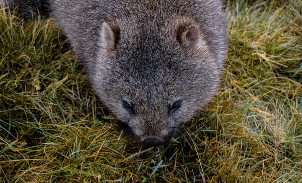 Leave earlier and slow down for wildlife