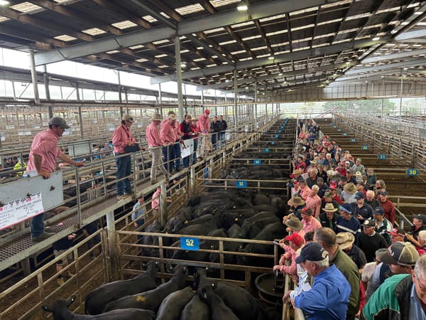 South Gippsland hosts displaced bushfire sale