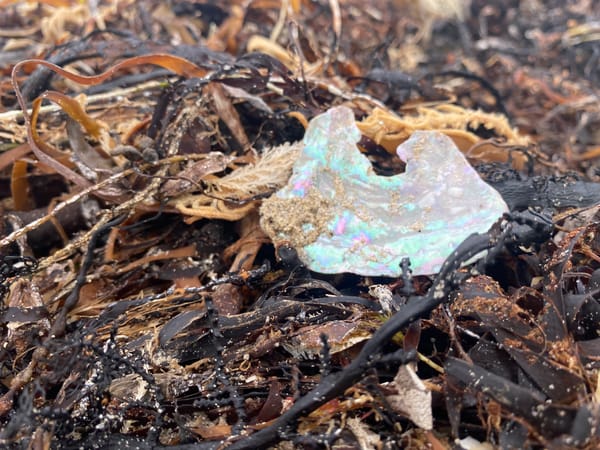 Fisheries inspections drop 35% in 2025