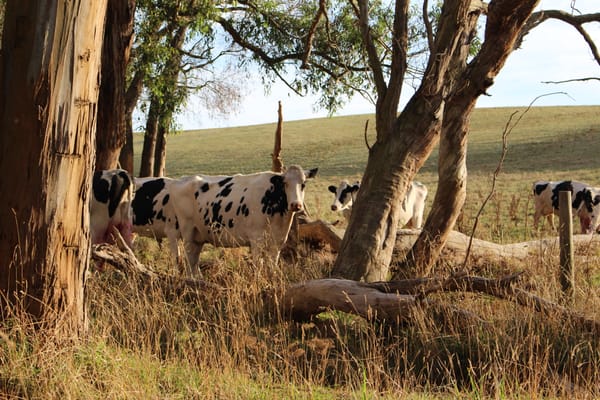 Cows can’t switch their milk on and off: Dairy farmers warning